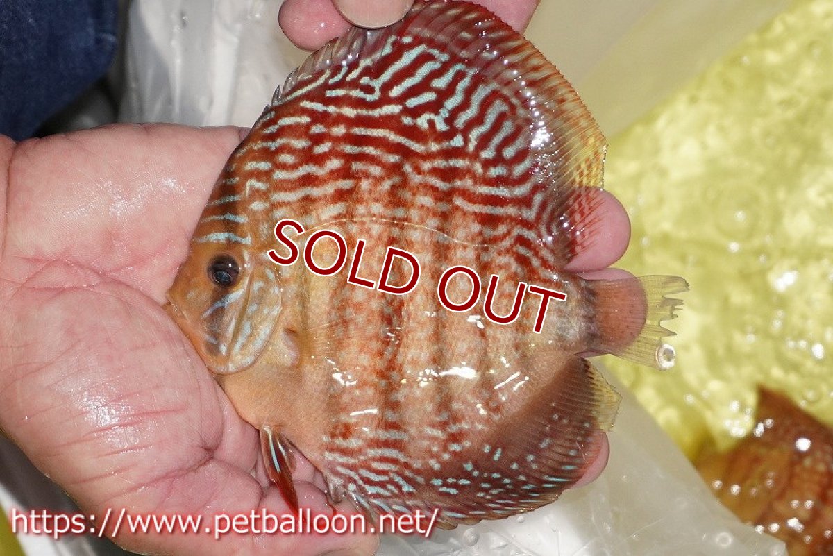 画像2: 【ディスカス】【通販】アルタムレッドフローラ　ハイフォーム【個体販売】13-14cm（生体）マレーシア　NAディスカスファーム (2)