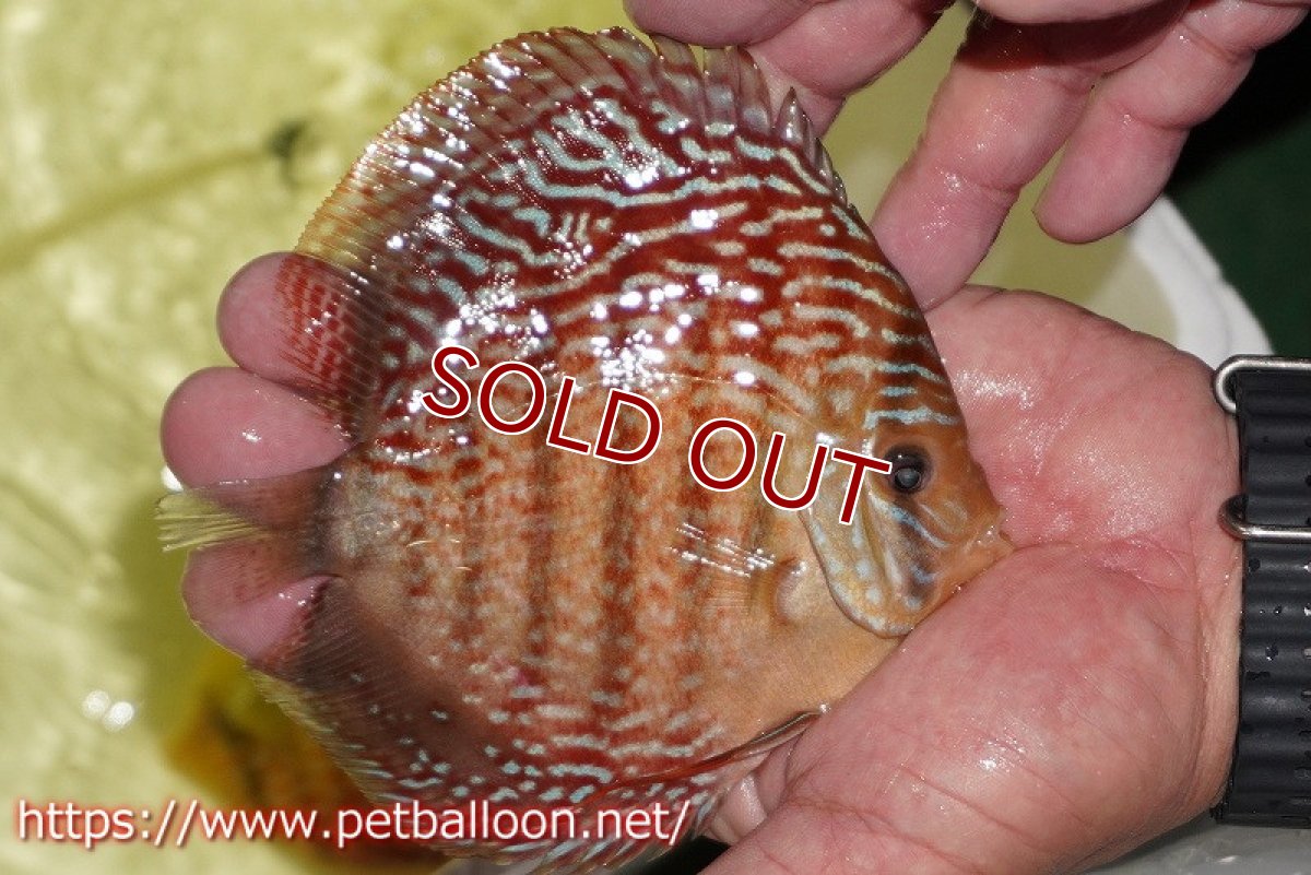 画像3: 【ディスカス】【通販】アルタムレッドフローラ　ハイフォーム【個体販売】13-14cm（生体）マレーシア　NAディスカスファーム (3)