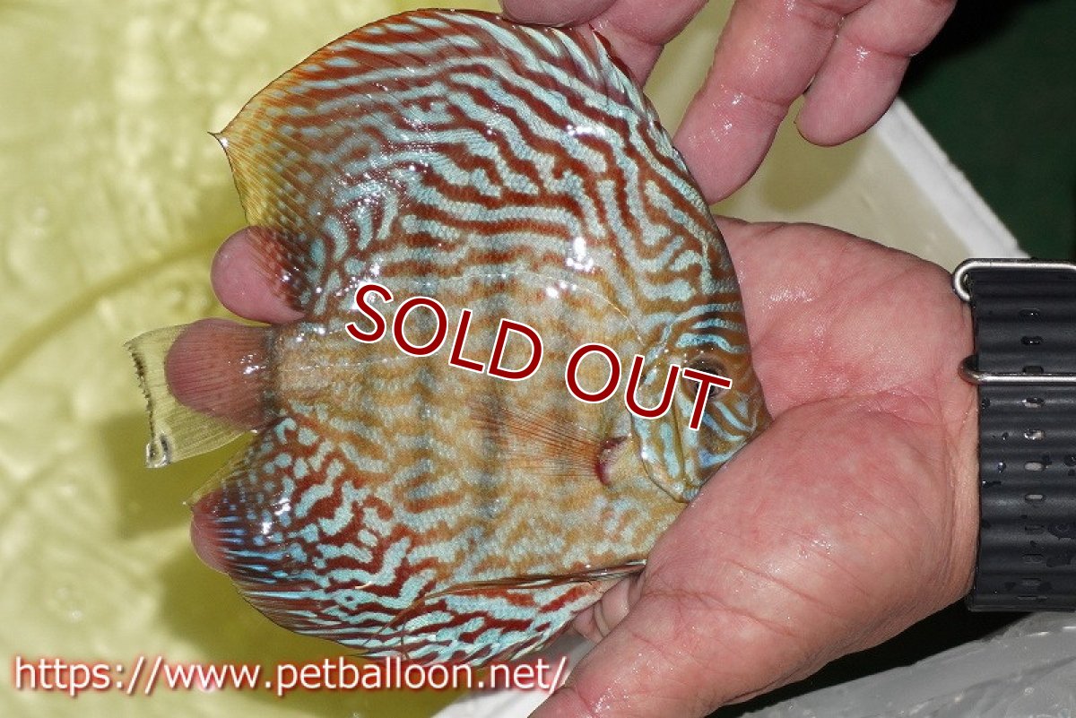 画像3: 【ディスカス】【通販】アルタムレッドフローラ　ハイフォーム【個体販売】13-14cm（生体）マレーシア　NAディスカスファーム (3)