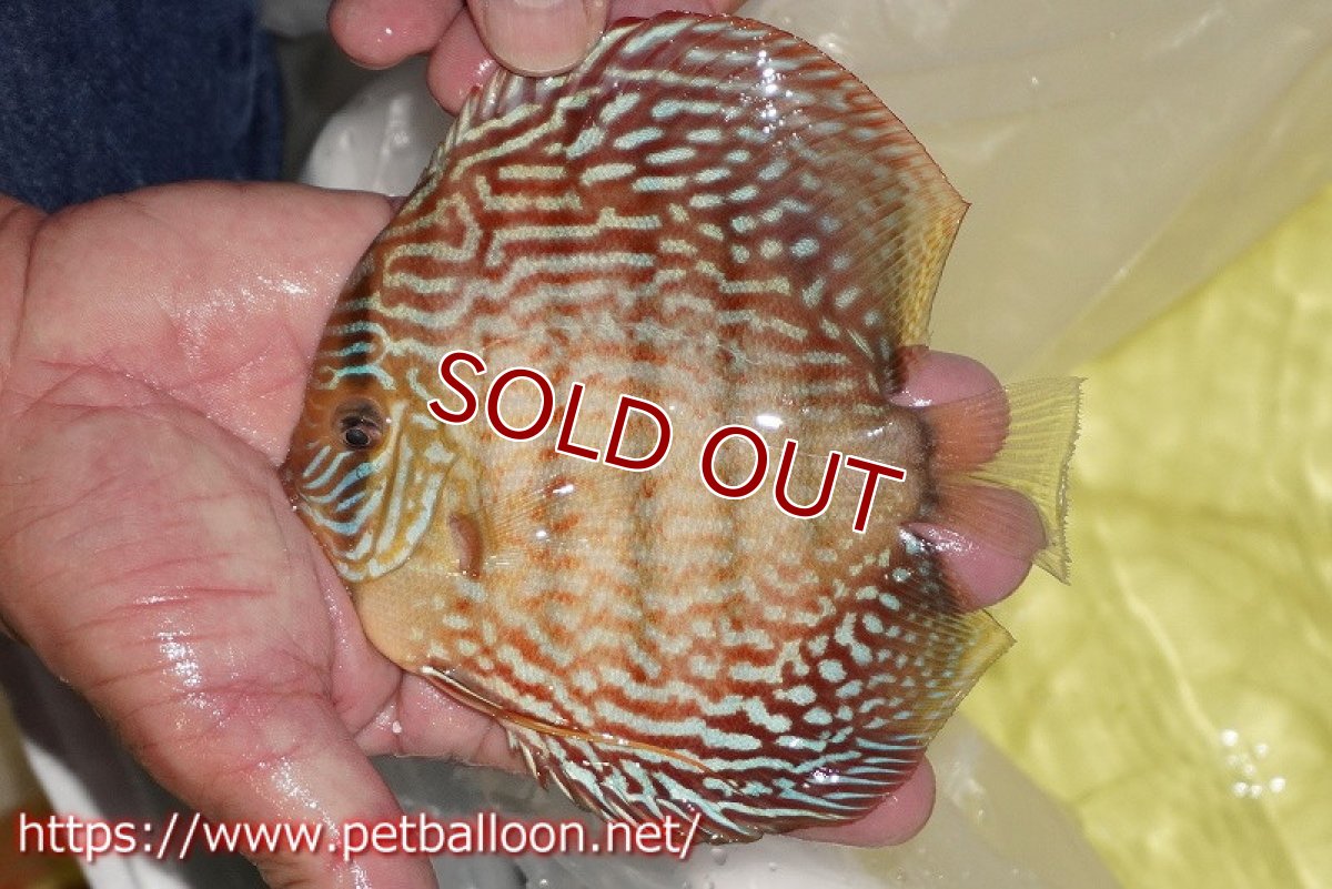 画像2: 【ディスカス】【通販】アルタムレッドフローラ　ハイフォーム【個体販売】13-14cm（生体）マレーシア　NAディスカスファーム (2)