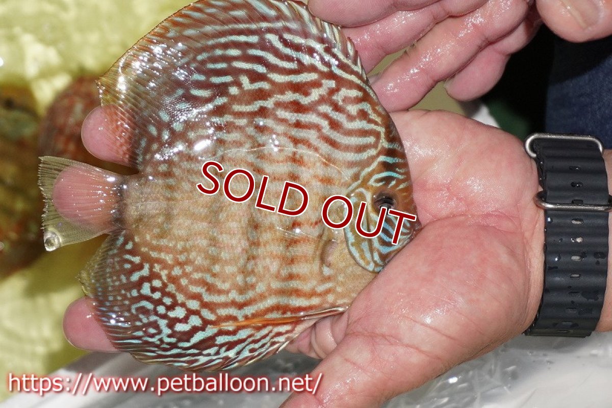 画像3: 【ディスカス】【通販】アルタムレッドフローラ　ハイフォーム【個体販売】13-14cm（生体）マレーシア　NAディスカスファーム (3)