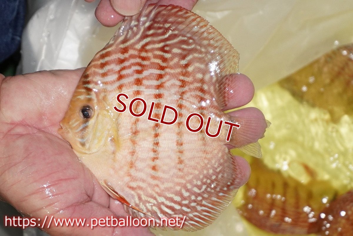 画像2: 【ディスカス】【通販】アルタムレッドフローラ　ハイフォーム【個体販売】13-14cm（生体）マレーシア　NAディスカスファーム (2)