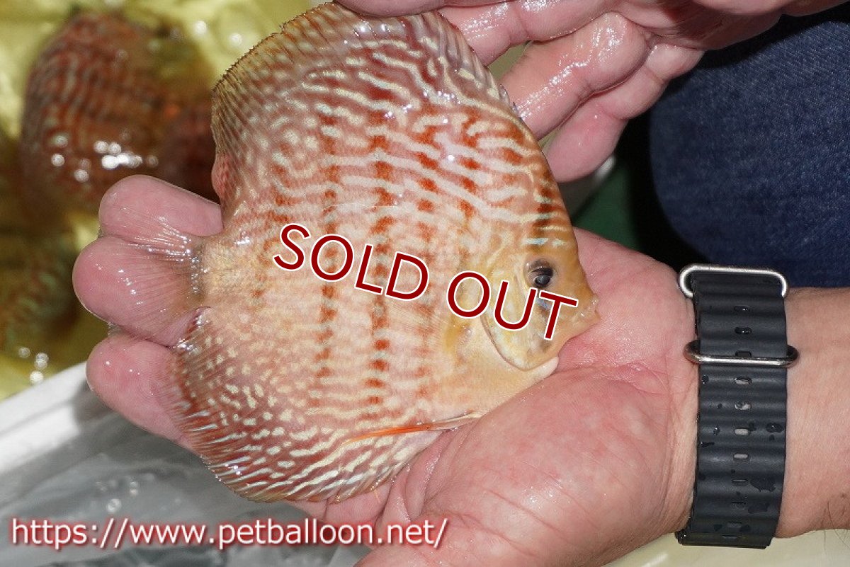 画像3: 【ディスカス】【通販】アルタムレッドフローラ　ハイフォーム【個体販売】13-14cm（生体）マレーシア　NAディスカスファーム (3)