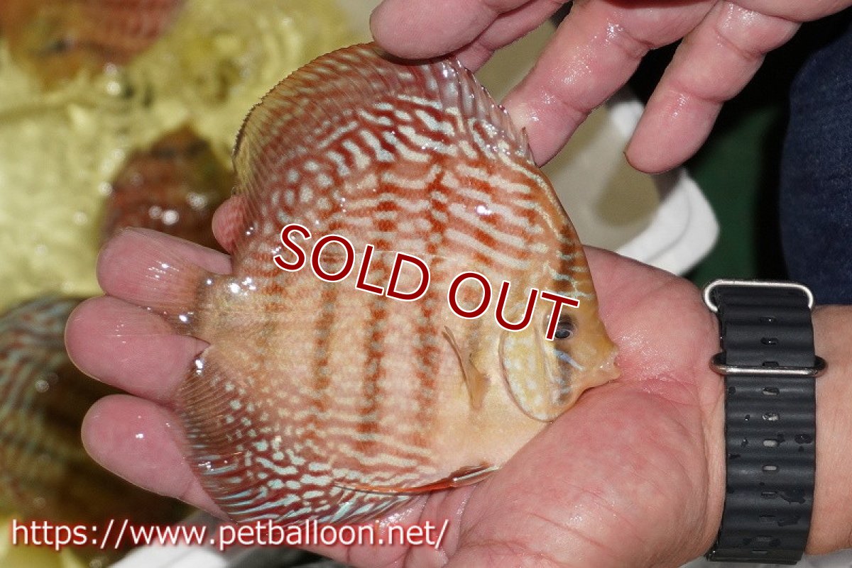 画像2: 【ディスカス】【通販】アルタムレッドフローラ　ハイフォーム【個体販売】13-14cm（生体）マレーシア　NAディスカスファーム (2)