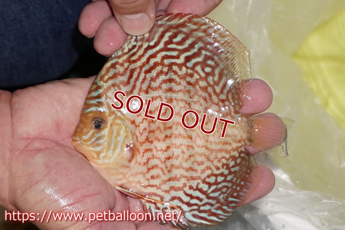 画像2: 【ディスカス】【通販】アルタムレッドフローラ　ハイフォーム【個体販売】13-14cm（生体）マレーシア　NAディスカスファーム (2)