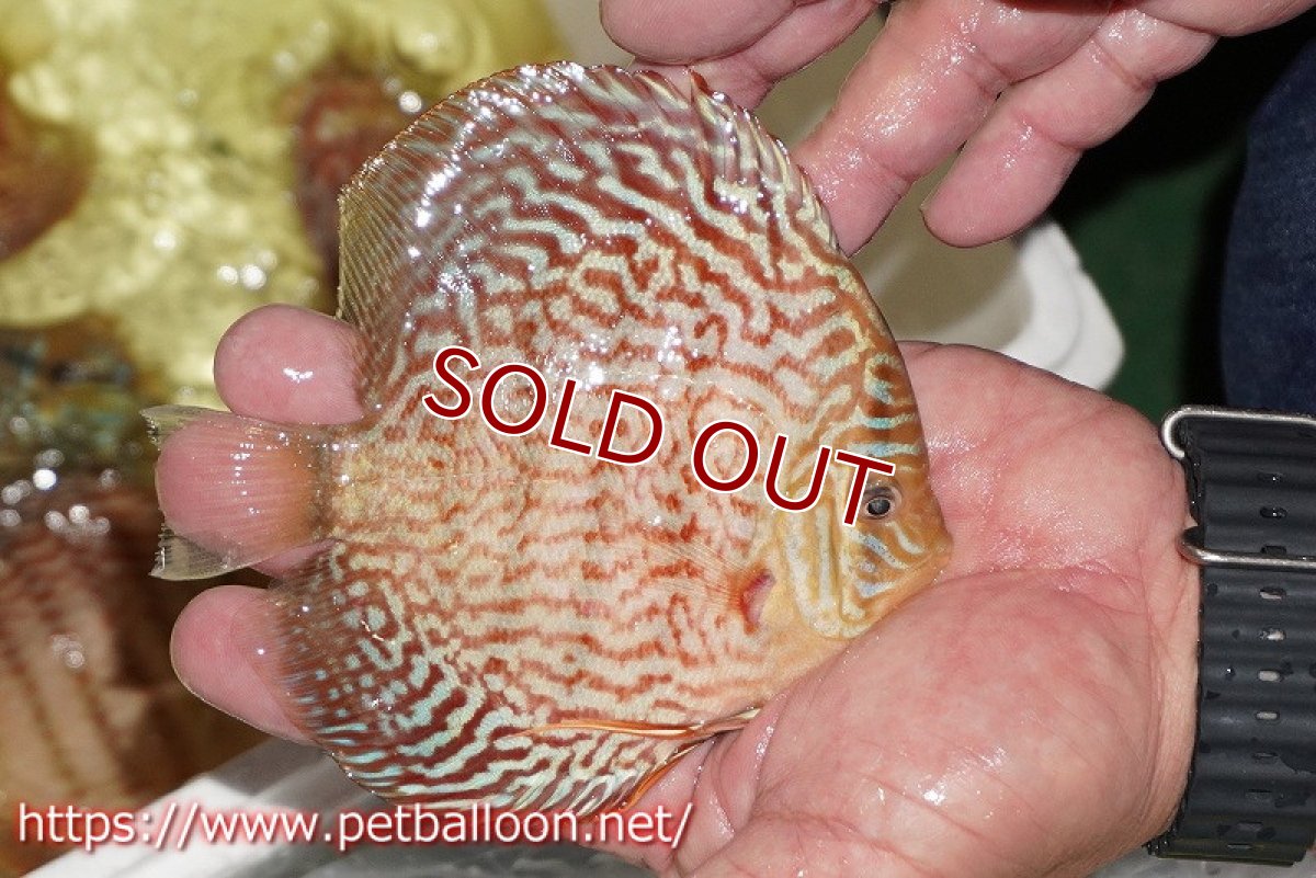 画像3: 【ディスカス】【通販】アルタムレッドフローラ　ハイフォーム【個体販売】13-14cm（生体）マレーシア　NAディスカスファーム (3)