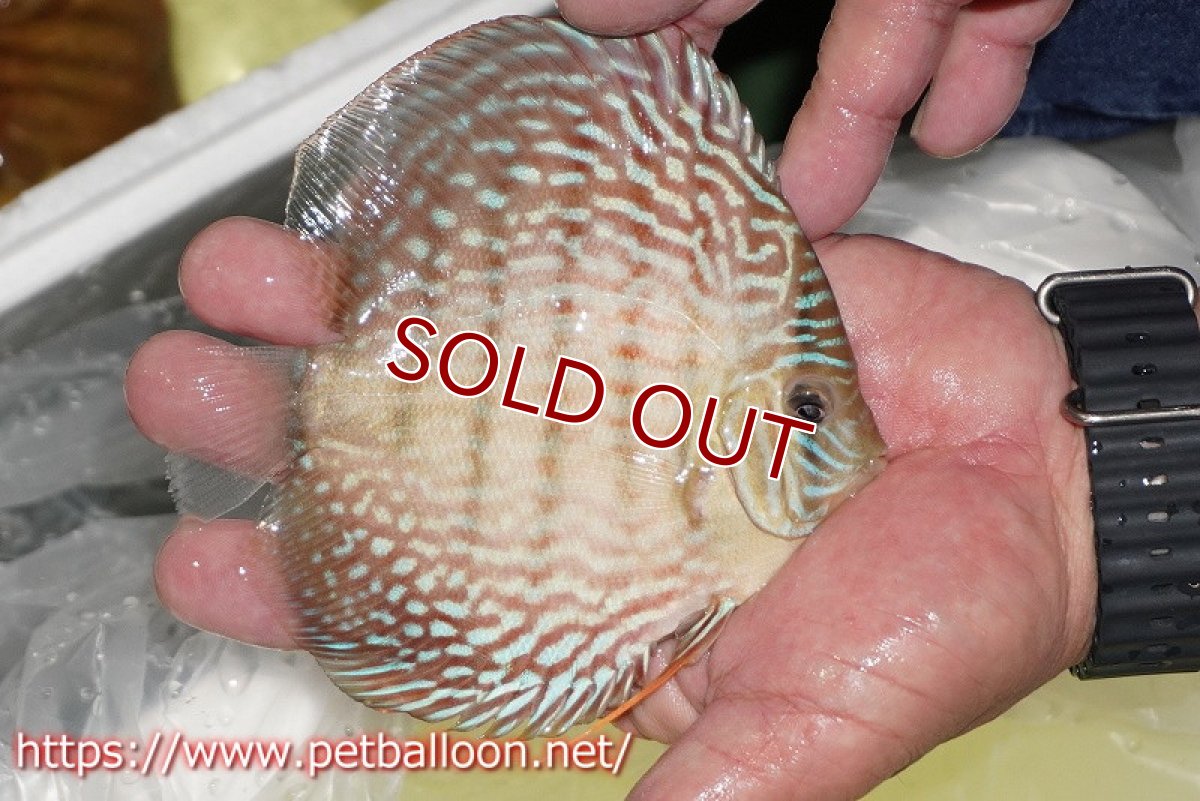 画像2: 【ディスカス】【通販】アルタムレッドフローラ　ハイフォーム【個体販売】13-14cm（生体）マレーシア　NAディスカスファーム (2)