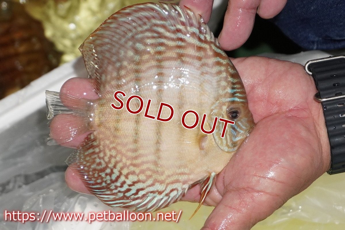 画像2: 【ディスカス】【通販】アルタムレッドフローラ　ハイフォーム【個体販売】13-14cm（生体）マレーシア　NAディスカスファーム (2)