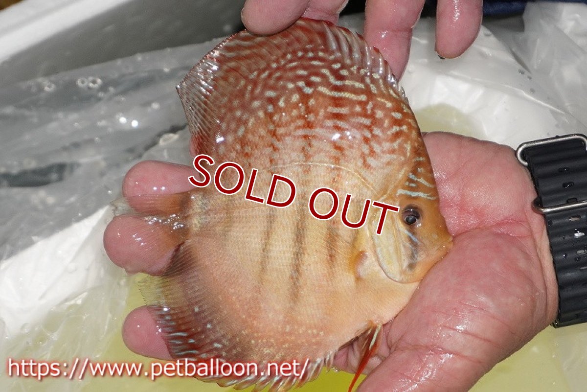 画像2: 【ディスカス】【通販】アルタムレッドフローラ　ハイフォーム【個体販売】13-14cm（生体）マレーシア　NAディスカスファーム (2)