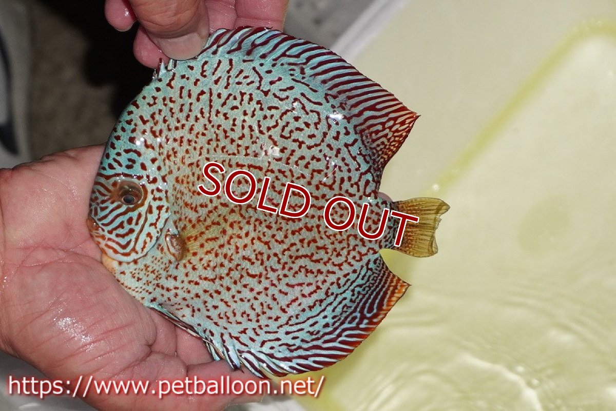 画像2: 【ディスカス】【通販】レッドキングバイパー　ラウンドボディ【個体販売】15cm（生体）マレーシア　KLディスカスファーム (2)