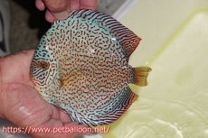 画像2: 【ディスカス】【通販】レッドキングバイパー　ラウンドボディ【個体販売】15cm（生体）マレーシア　KLディスカスファーム (2)