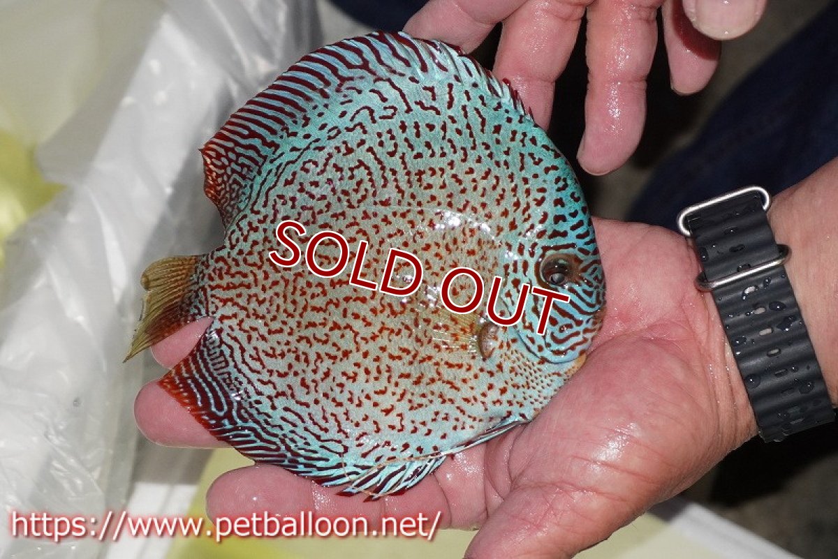 画像3: 【ディスカス】【通販】レッドキングバイパー　ラウンドボディ【個体販売】15cm（生体）マレーシア　KLディスカスファーム (3)