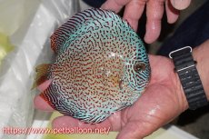 画像3: 【ディスカス】【通販】レッドキングバイパー　ラウンドボディ【個体販売】15cm（生体）マレーシア　KLディスカスファーム (3)