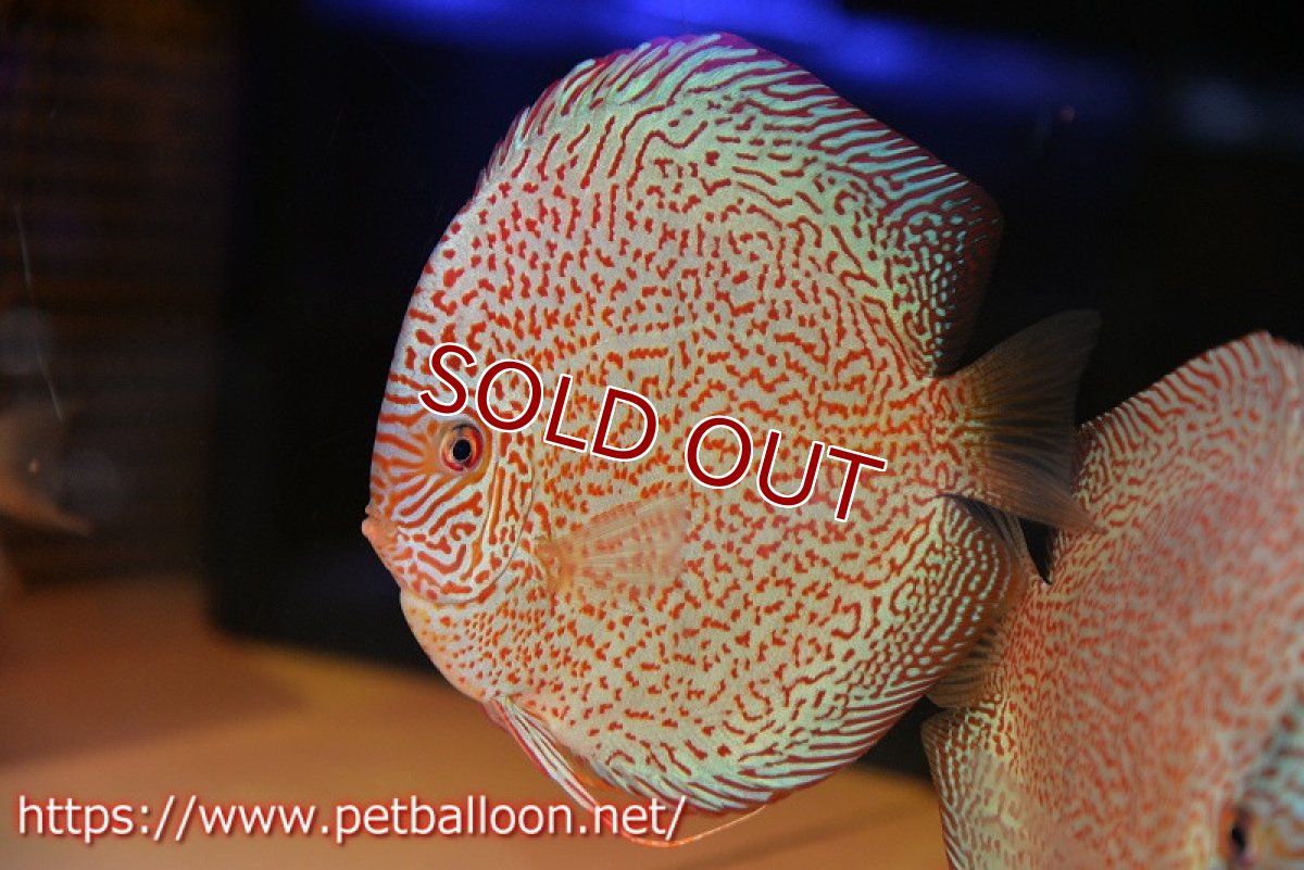 画像2: 【ディスカス】【通販】レッドキングバイパー　ラウンドボディ【個体販売】15cm（生体）マレーシア　KLディスカスファーム (2)