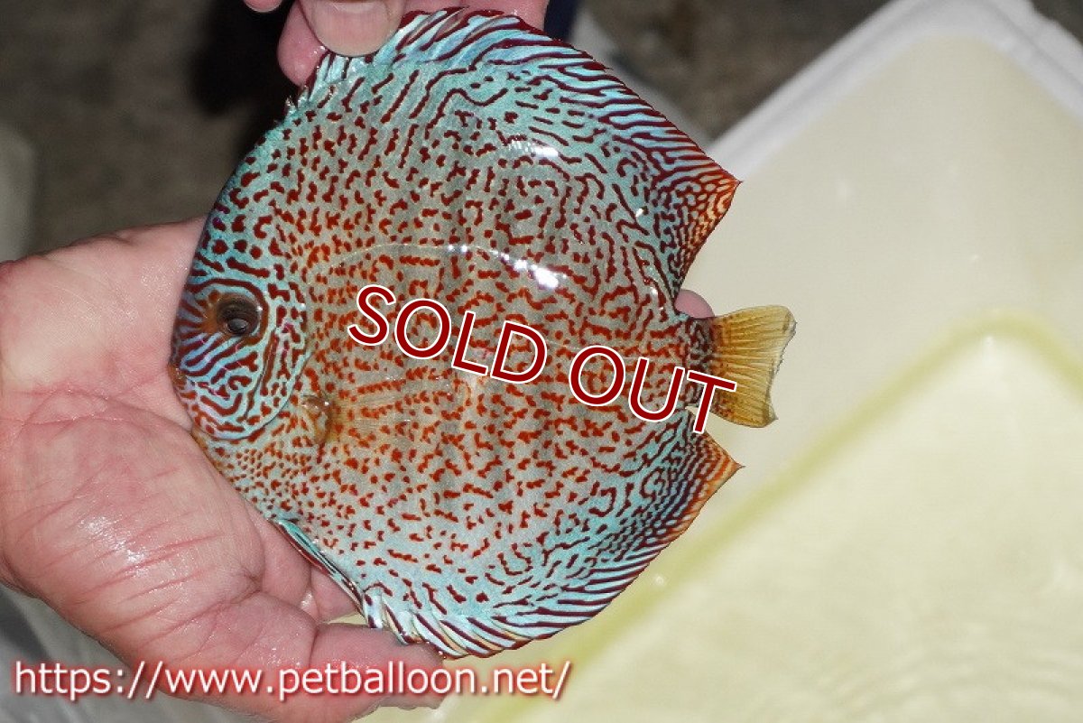 画像3: 【ディスカス】【通販】レッドキングバイパー　ラウンドボディ【個体販売】15cm（生体）マレーシア　KLディスカスファーム (3)