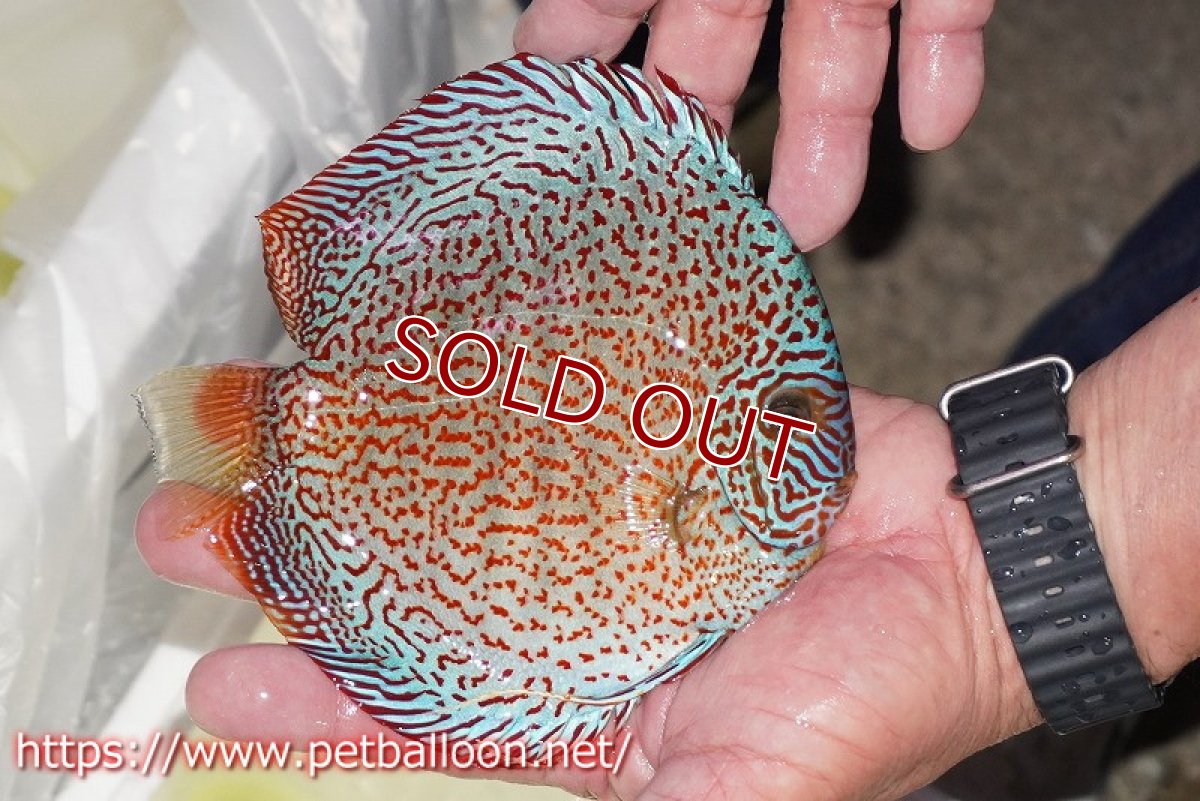 画像4: 【ディスカス】【通販】レッドキングバイパー　ラウンドボディ【個体販売】15cm（生体）マレーシア　KLディスカスファーム (4)