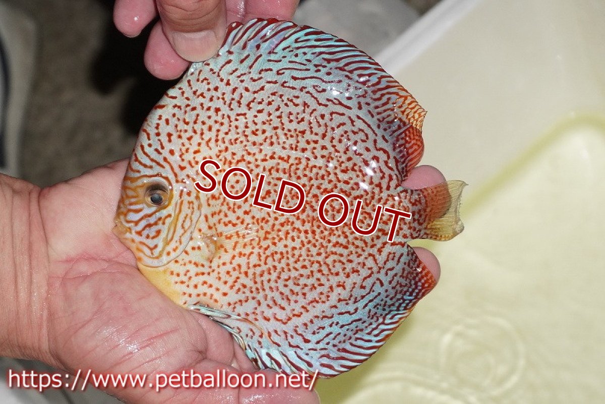 画像2: 【ディスカス】【通販】レッドキングバイパー　ラウンドボディ【個体販売】15cm（生体）マレーシア　KLディスカスファーム (2)