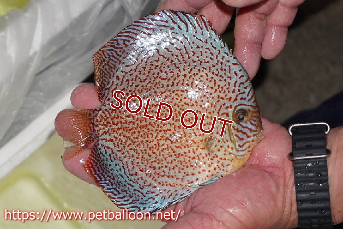 画像3: 【ディスカス】【通販】レッドキングバイパー　ラウンドボディ【個体販売】15cm（生体）マレーシア　KLディスカスファーム (3)