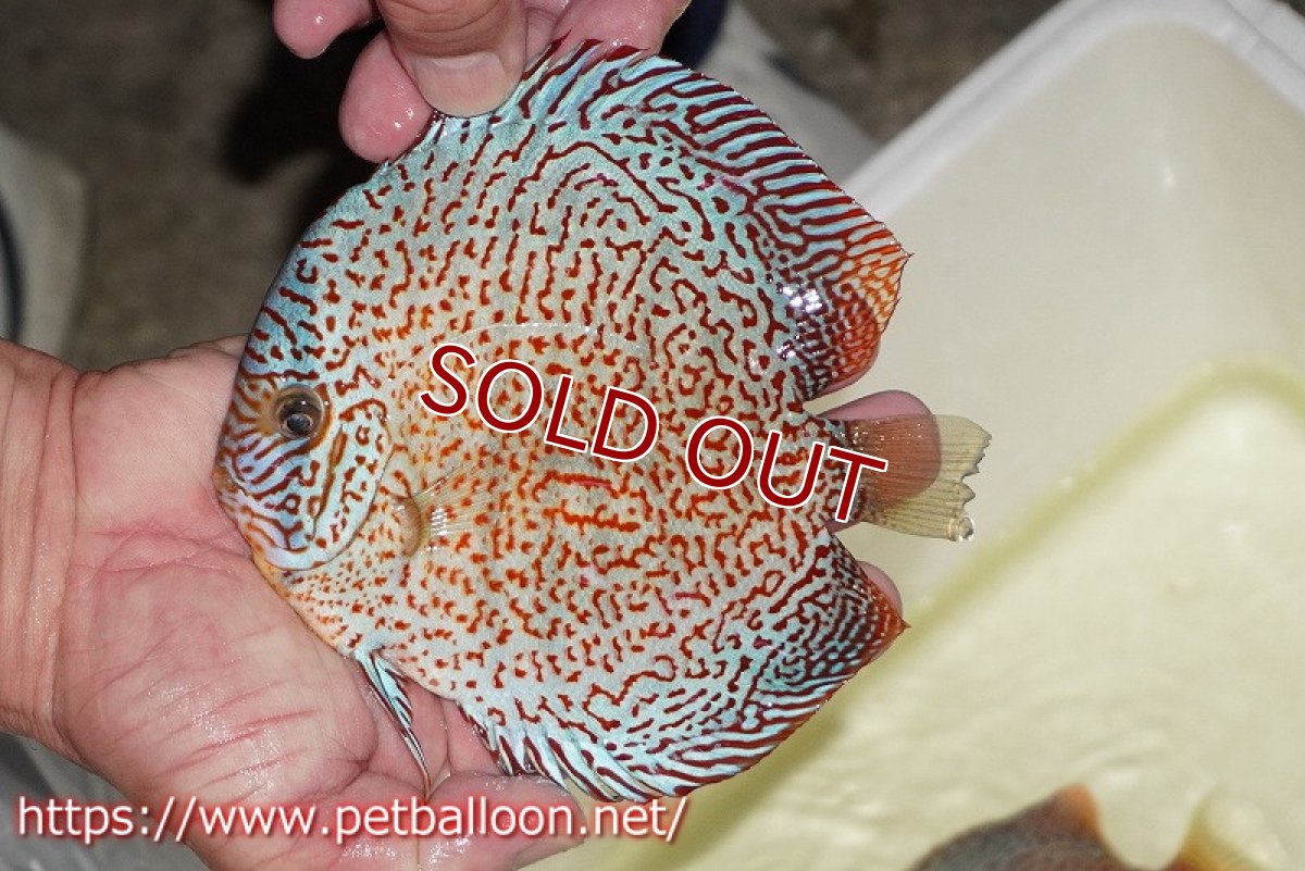 画像2: 【ディスカス】【通販】レッドキングバイパー　ラウンドボディ【個体販売】15cm（生体）マレーシア　KLディスカスファーム (2)