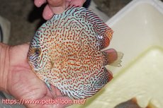 画像2: 【ディスカス】【通販】レッドキングバイパー　ラウンドボディ【個体販売】15cm（生体）マレーシア　KLディスカスファーム (2)