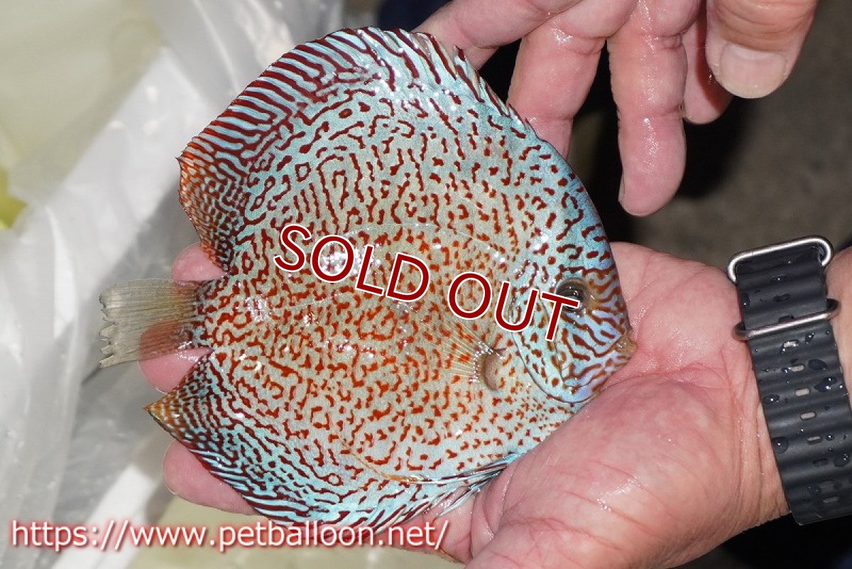 画像3: 【ディスカス】【通販】レッドキングバイパー　ラウンドボディ【個体販売】15cm（生体）マレーシア　KLディスカスファーム (3)