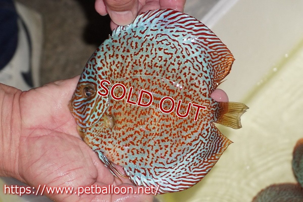 画像2: 【ディスカス】【通販】レッドキングバイパー　ラウンドボディ【個体販売】15cm（生体）マレーシア　KLディスカスファーム (2)