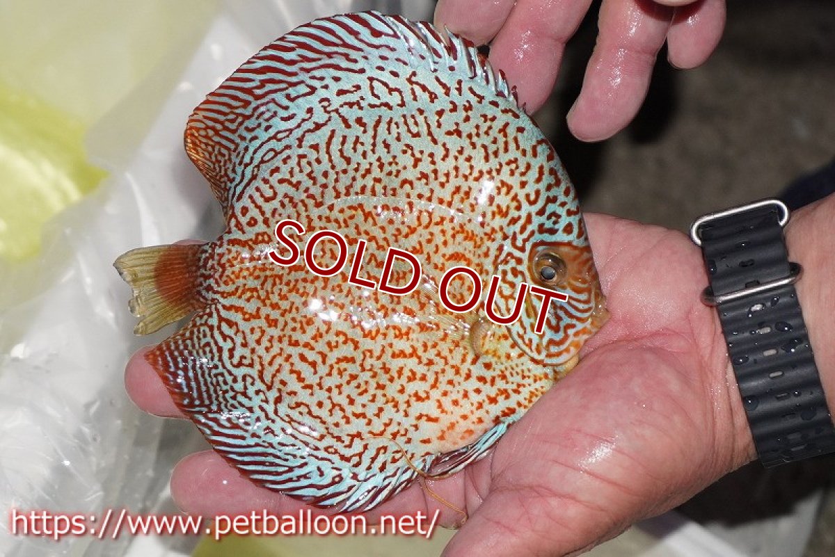 画像3: 【ディスカス】【通販】レッドキングバイパー　ラウンドボディ【個体販売】15cm（生体）マレーシア　KLディスカスファーム (3)