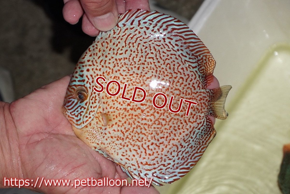 画像2: 【ディスカス】【通販】レッドキングバイパー　ラウンドボディ【個体販売】15cm（生体）マレーシア　KLディスカスファーム (2)