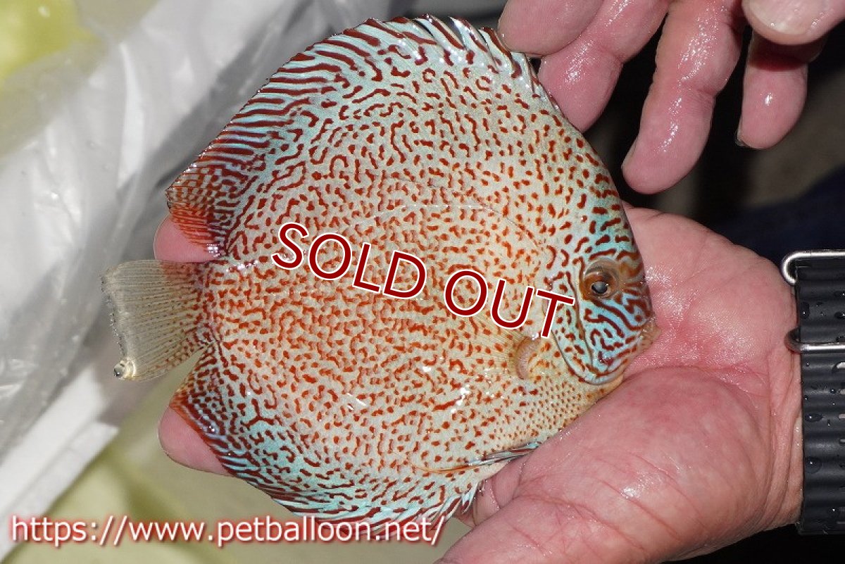 画像3: 【ディスカス】【通販】レッドキングバイパー　ラウンドボディ【個体販売】15cm（生体）マレーシア　KLディスカスファーム (3)