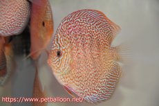 画像1: 【ディスカス】【通販】マジェスティックファイヤー（スーパーファインパターン＆ハイフォーム）【個体販売】12cm（生体）マレーシア　NAディスカスファーム (1)