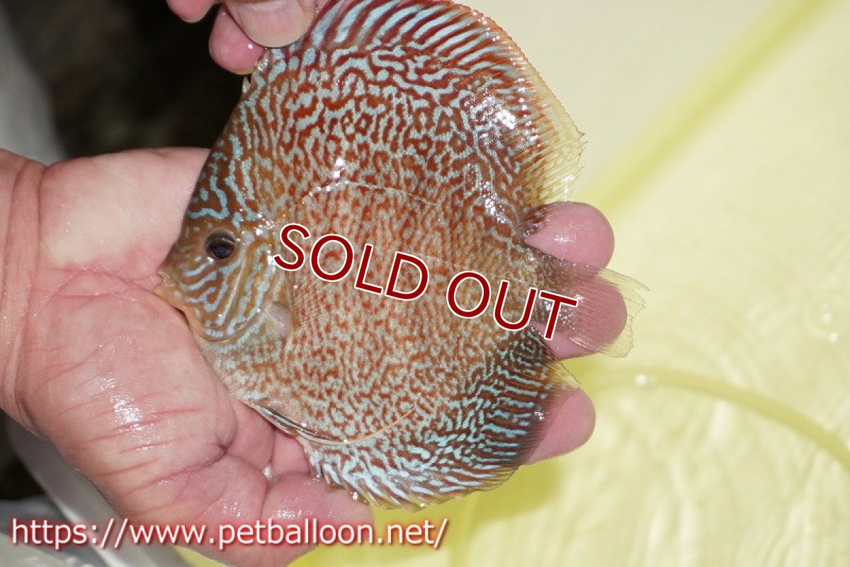 画像2: 【ディスカス】【通販】マジェスティックファイヤー（スーパーファインパターン＆ハイフォーム）【個体販売】12cm（生体）マレーシア　NAディスカスファーム (2)