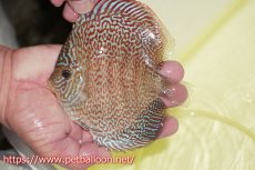 画像2: 【ディスカス】【通販】マジェスティックファイヤー（スーパーファインパターン＆ハイフォーム）【個体販売】12cm（生体）マレーシア　NAディスカスファーム (2)