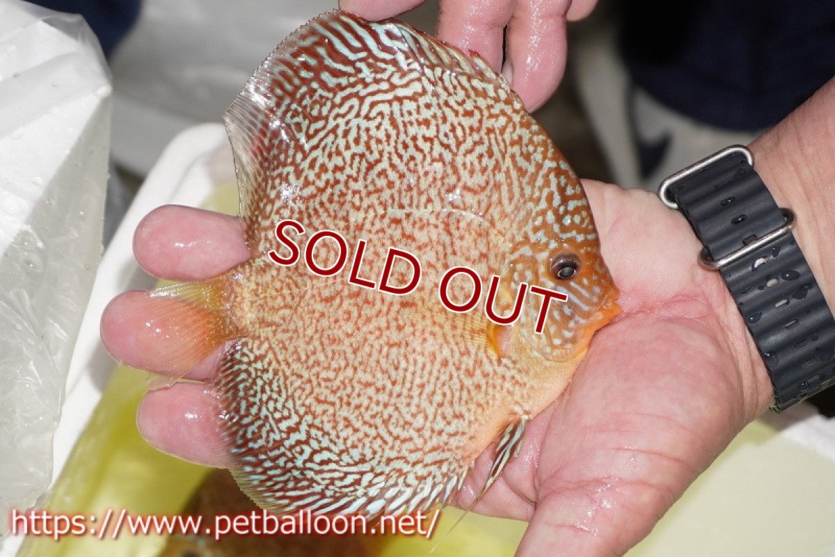 画像3: 【ディスカス】【通販】マジェスティックファイヤー（スーパーファインパターン＆ハイフォーム）【個体販売】12cm（生体）マレーシア　NAディスカスファーム (3)