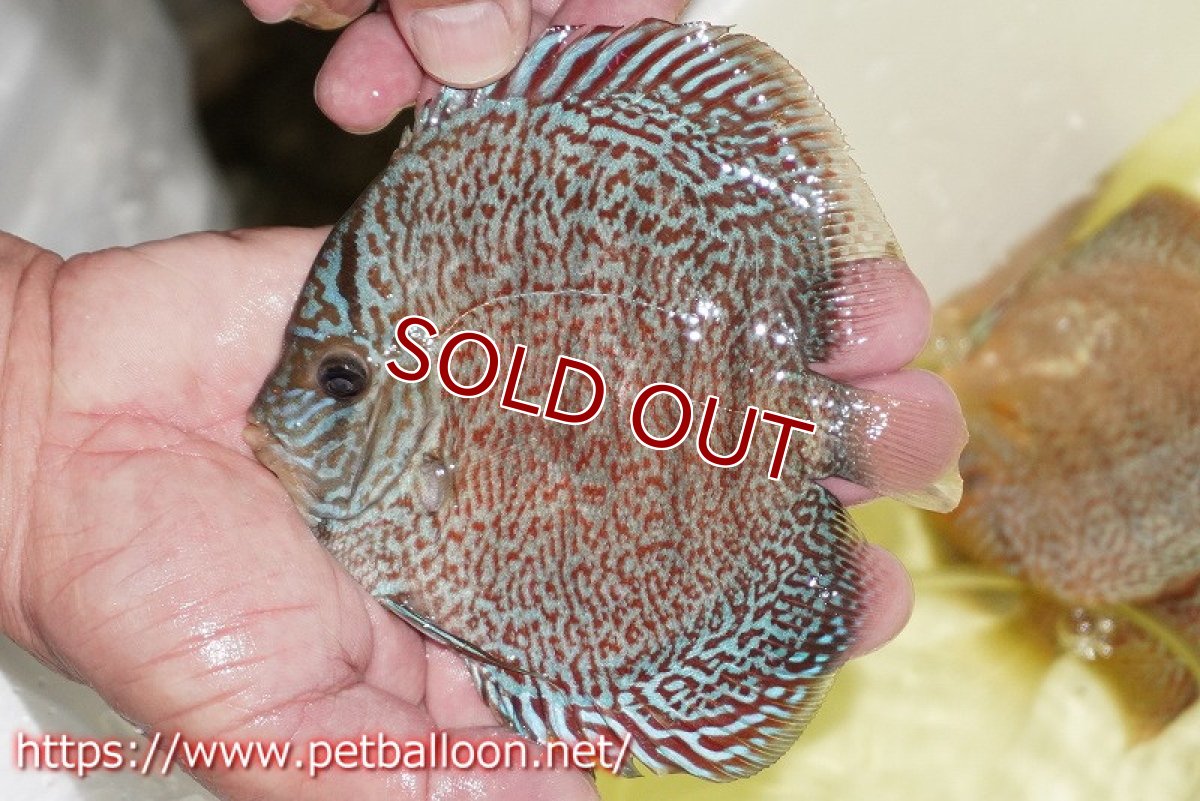 画像2: 【ディスカス】【通販】マジェスティックファイヤー（スーパーファインパターン＆ハイフォーム）【個体販売】12cm（生体）マレーシア　NAディスカスファーム (2)