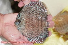 画像2: 【ディスカス】【通販】マジェスティックファイヤー（スーパーファインパターン＆ハイフォーム）【個体販売】12cm（生体）マレーシア　NAディスカスファーム (2)