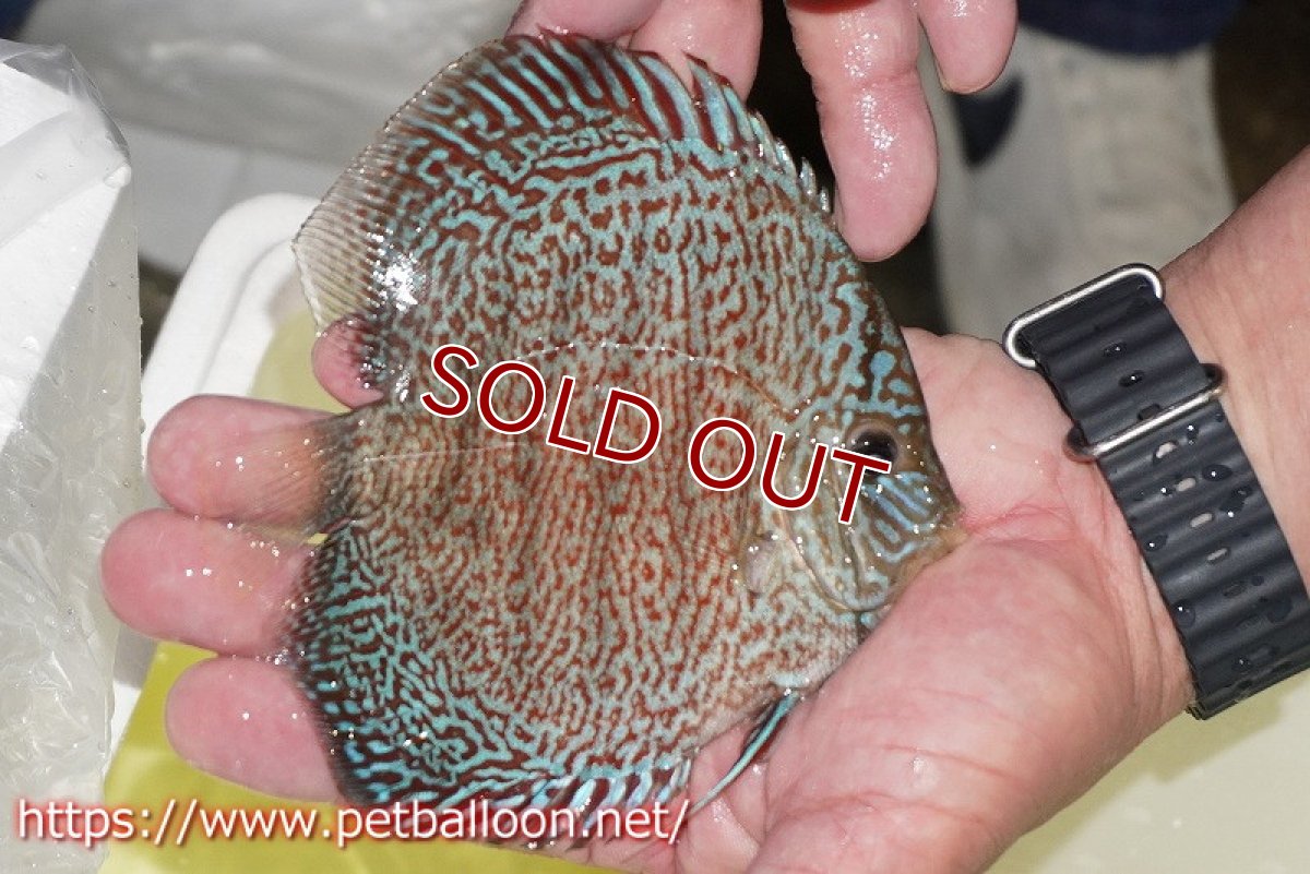 画像3: 【ディスカス】【通販】マジェスティックファイヤー（スーパーファインパターン＆ハイフォーム）【個体販売】12cm（生体）マレーシア　NAディスカスファーム (3)