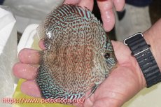 画像3: 【ディスカス】【通販】マジェスティックファイヤー（スーパーファインパターン＆ハイフォーム）【個体販売】12cm（生体）マレーシア　NAディスカスファーム (3)
