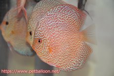 画像1: 【ディスカス】【通販】マジェスティックファイヤー（スーパーファインパターン＆ハイフォーム）【個体販売】12cm（生体）マレーシア　NAディスカスファーム (1)