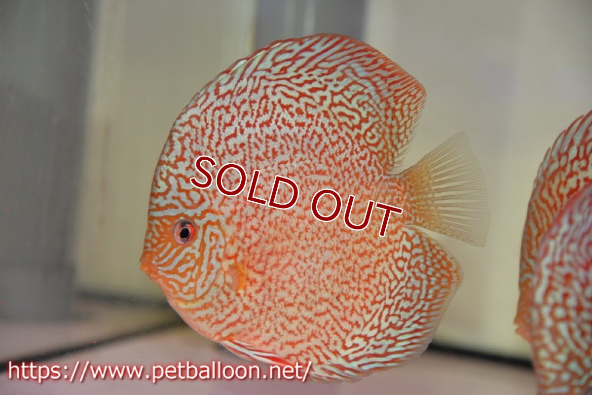 画像2: 【ディスカス】【通販】マジェスティックファイヤー（スーパーファインパターン＆ハイフォーム）【個体販売】12cm（生体）マレーシア　NAディスカスファーム (2)