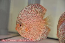 画像2: 【ディスカス】【通販】マジェスティックファイヤー（スーパーファインパターン＆ハイフォーム）【個体販売】12cm（生体）マレーシア　NAディスカスファーム (2)