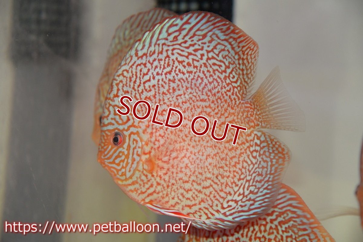 画像3: 【ディスカス】【通販】マジェスティックファイヤー（スーパーファインパターン＆ハイフォーム）【個体販売】12cm（生体）マレーシア　NAディスカスファーム (3)