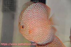 画像3: 【ディスカス】【通販】マジェスティックファイヤー（スーパーファインパターン＆ハイフォーム）【個体販売】12cm（生体）マレーシア　NAディスカスファーム (3)