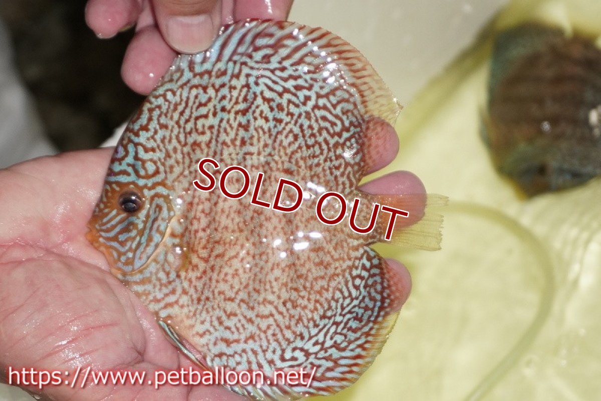 画像4: 【ディスカス】【通販】マジェスティックファイヤー（スーパーファインパターン＆ハイフォーム）【個体販売】12cm（生体）マレーシア　NAディスカスファーム (4)