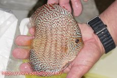 画像5: 【ディスカス】【通販】マジェスティックファイヤー（スーパーファインパターン＆ハイフォーム）【個体販売】12cm（生体）マレーシア　NAディスカスファーム (5)