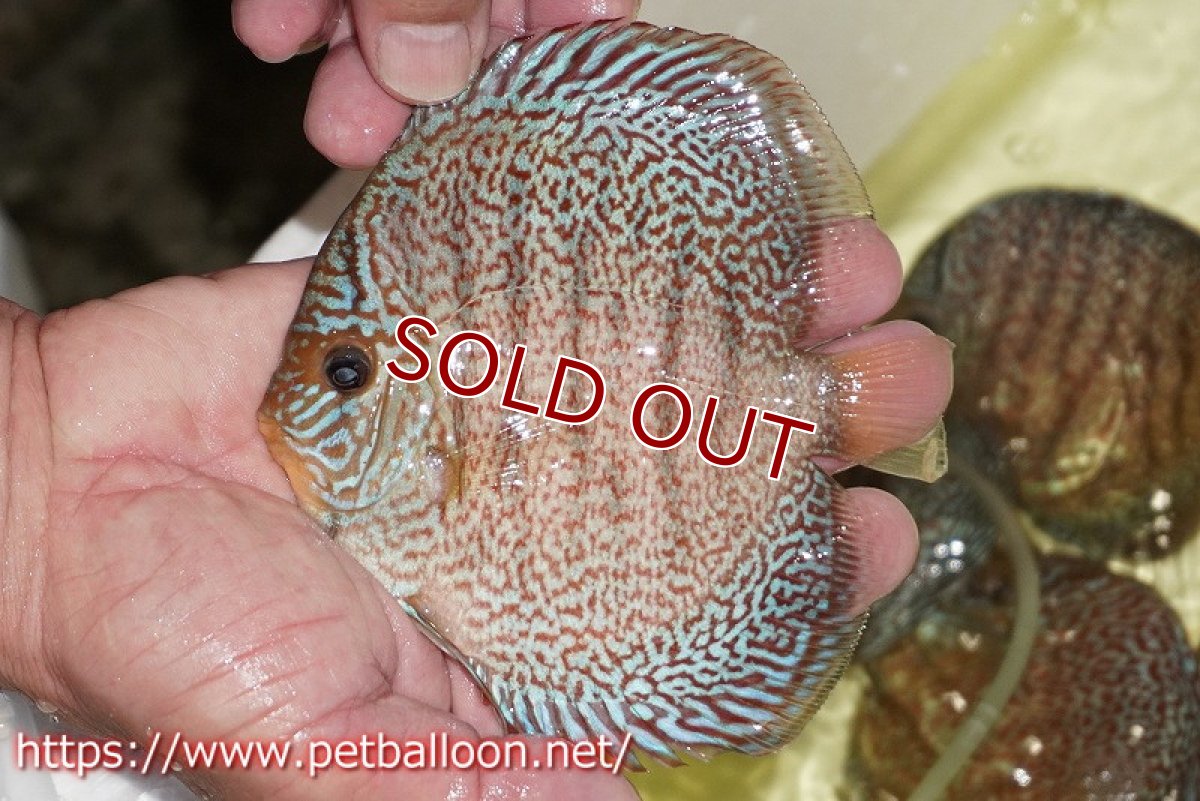 画像2: 【ディスカス】【通販】マジェスティックファイヤー（スーパーファインパターン＆ハイフォーム）【個体販売】12cm（生体）マレーシア　NAディスカスファーム (2)