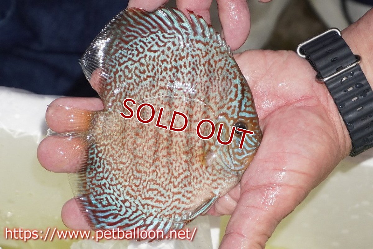 画像3: 【ディスカス】【通販】マジェスティックファイヤー（スーパーファインパターン＆ハイフォーム）【個体販売】12cm（生体）マレーシア　NAディスカスファーム (3)