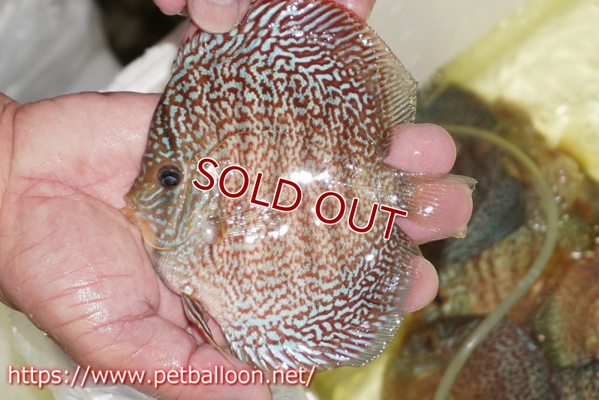 画像2: 【ディスカス】【通販】マジェスティックファイヤー（スーパーファインパターン＆ハイフォーム）【個体販売】12cm（生体）マレーシア　NAディスカスファーム (2)