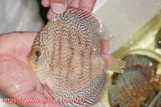 画像1: 【ディスカス】【通販】マジェスティックファイヤー（スーパーファインパターン＆ハイフォーム）【個体販売】12cm（生体）マレーシア　NAディスカスファーム (1)