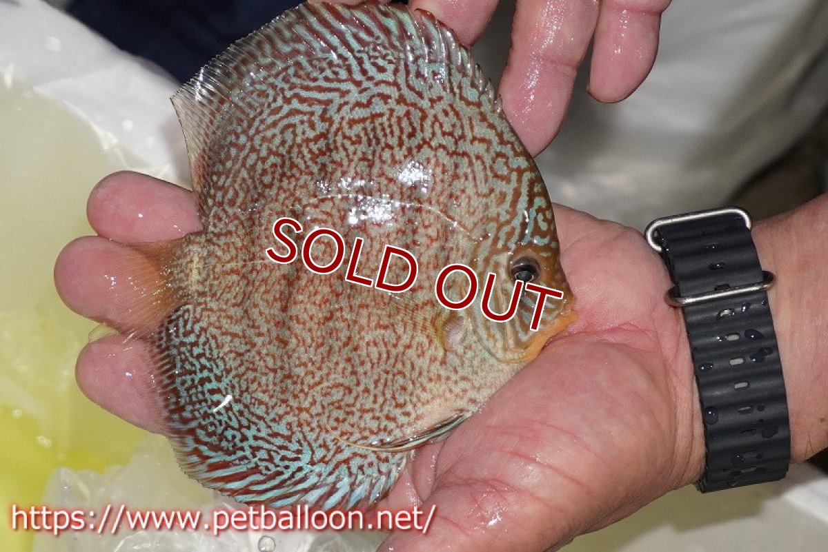 画像2: 【ディスカス】【通販】マジェスティックファイヤー（スーパーファインパターン＆ハイフォーム）【個体販売】12cm（生体）マレーシア　NAディスカスファーム (2)