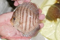 画像1: 【ディスカス】【通販】マジェスティックファイヤー（スーパーファインパターン＆ハイフォーム）【個体販売】12cm（生体）マレーシア　NAディスカスファーム (1)
